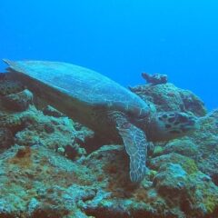 【ダイビング】海に潜ってレアな出会い【石垣島】