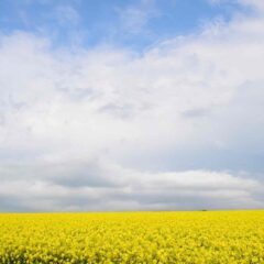 【菜の花畑】北海道の広大な大地に広がる美しい世界【滝川町】