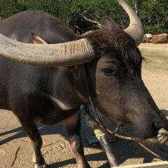 【水牛車】水牛に引っ張られて海を渡る新体験【西表島→由布島】