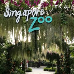 【シンガポール動物園】1日で３大動物園をまわる【シンガポール】