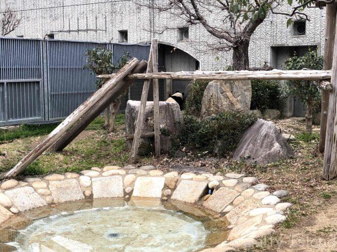 神戸市立王子動物園】パンダやコアラなど珍しい動物と出会える | ある