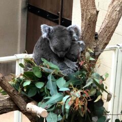 【神戸市立王子動物園】パンダやコアラなど珍しい動物と出会える
