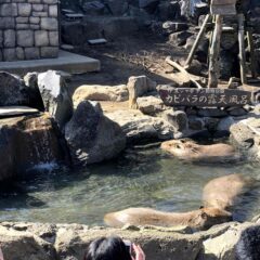 【伊豆シャボテン動物公園】1,500種類のサボテンと元祖カピバラの露天風呂【静岡県】