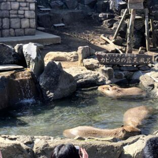 【伊豆シャボテン動物公園】1,500種類のサボテンと元祖カピバラの露天風呂【静岡県】