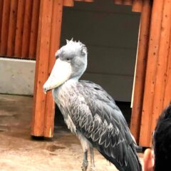 【掛川花鳥園】色とりどりの花々が咲く温室でフクロウやインコたちと触れあえる