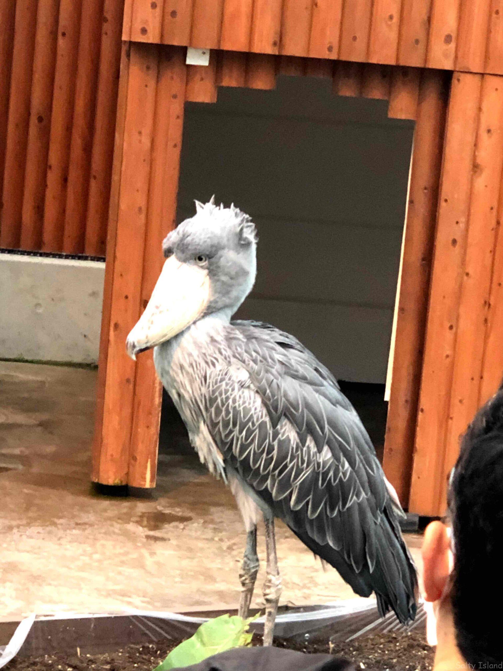 掛川花鳥園】色とりどりの花々が咲く温室でフクロウやインコたちと触れ