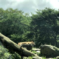 【富士サファリパーク】車に乗って動物たちの世界に飛び込める