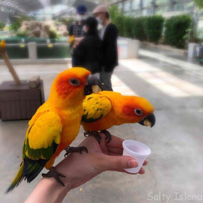 逸品 【未使用 手描き 野鳥 スズメ フクロウ 鷺 鴛鴦 オウム インコ