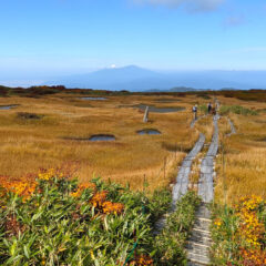 【弥陀ヶ原湿原】秋の月山八合目弥陀ヶ原湿原で錦繍の草紅葉散策【山形県鶴岡市庄内地方】