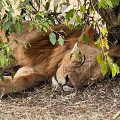 【マサイマラ国立公園】野生動物の王国（記：夫婦で世界一周中そがわっち）【ケニア】