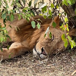【マサイマラ国立公園】野生動物の王国(記:夫婦で世界一周中そがわっち)【ケニア】