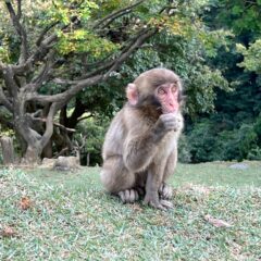 【嵐山モンキーパーク】野生の猿が住む山【京都】