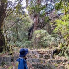 【縄文杉】一度は見たい世界遺産、縄文杉【鹿児島県】